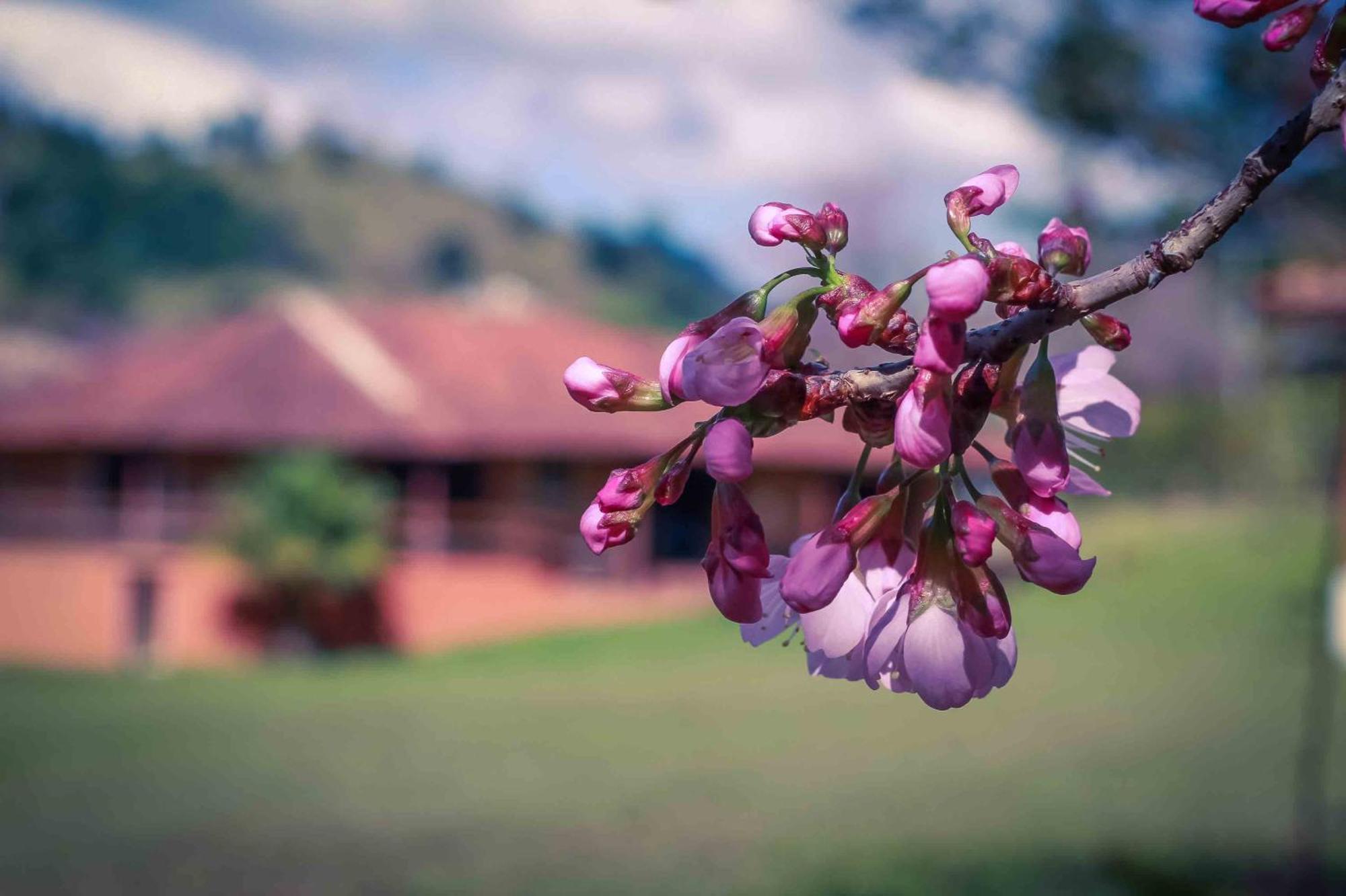 Flores *